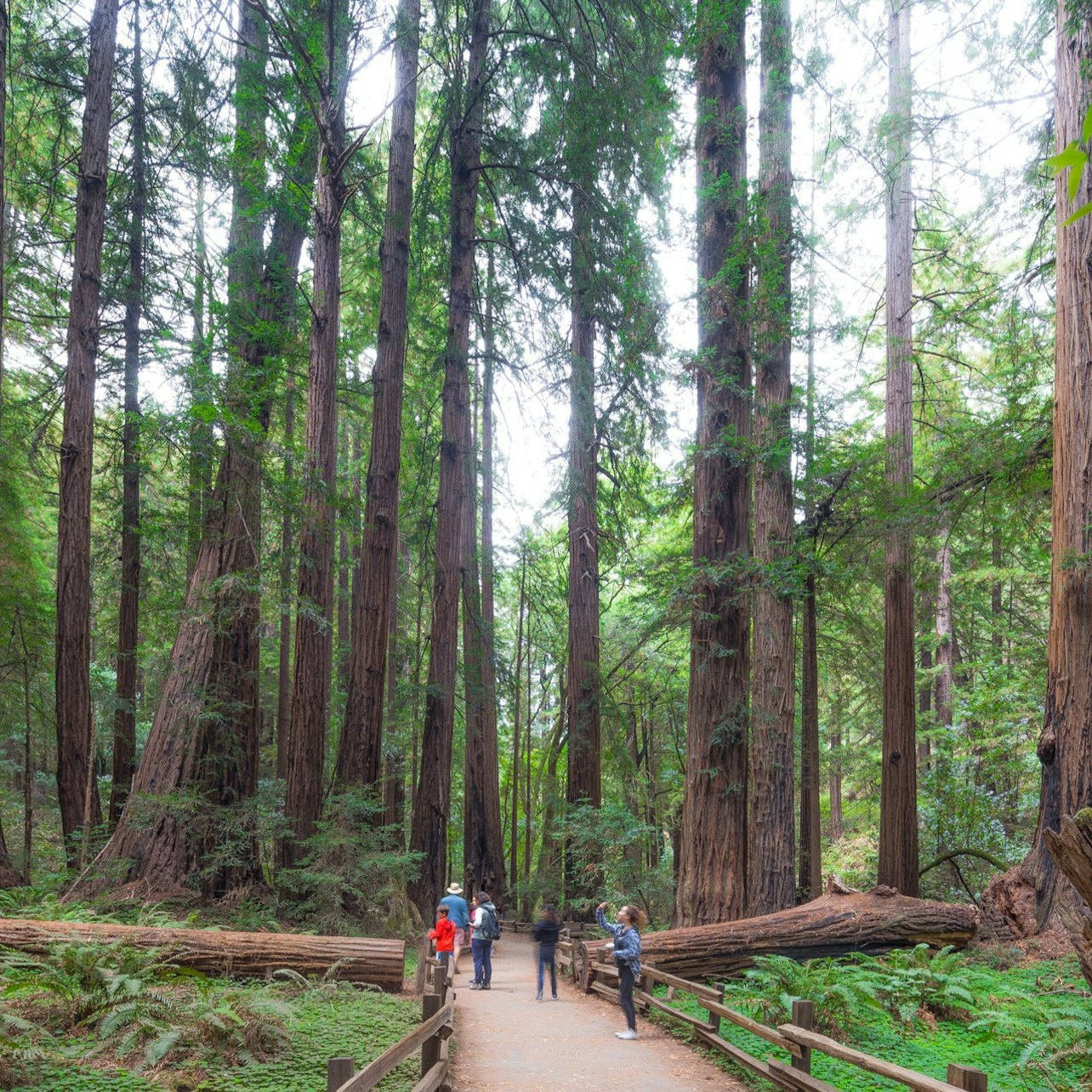 Muir Woods, Sausalito & Bay Cruise: Day Tour from San Francisco - Photo 1 of 6